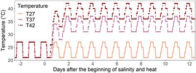 Heat and salinity stress on the African eggplant F1 Djamba, a Kumba cultivar